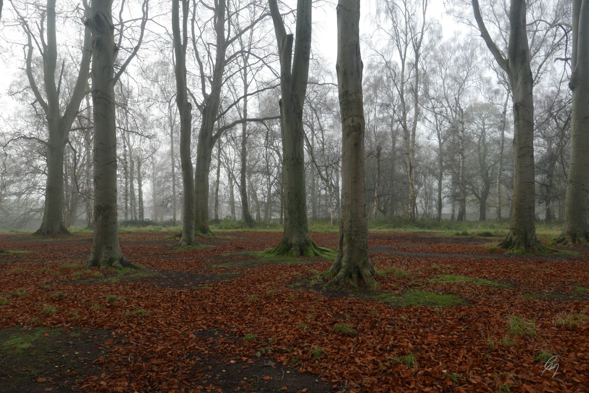 Autumnal colours on the forest floor