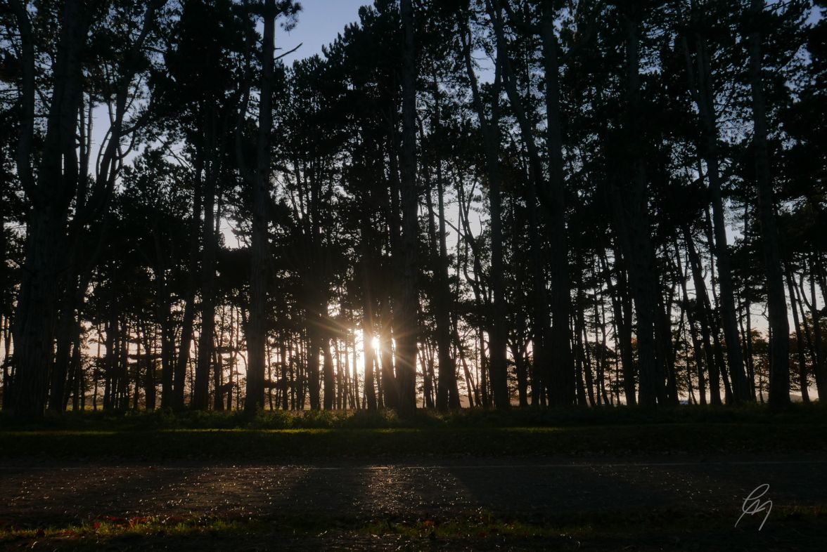 Winter sunlight breaking through the trees