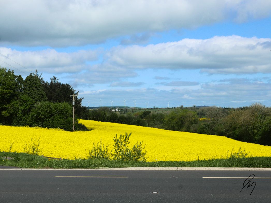 Rapeseed fields with road in the foreground