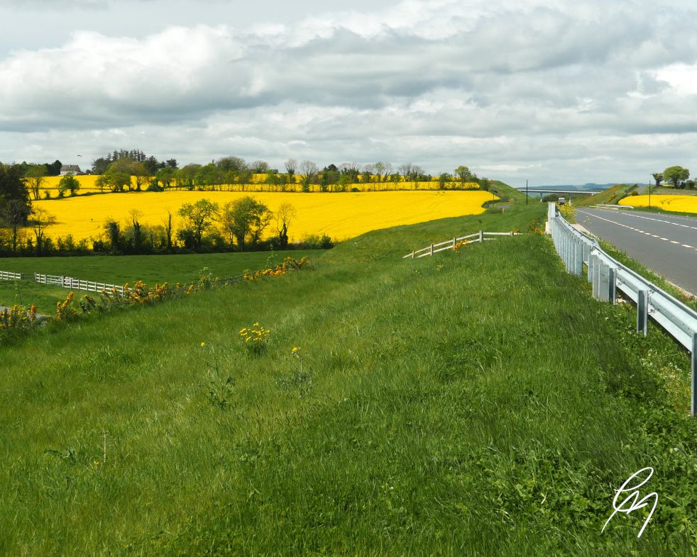 Rapeseed fields by the motorway