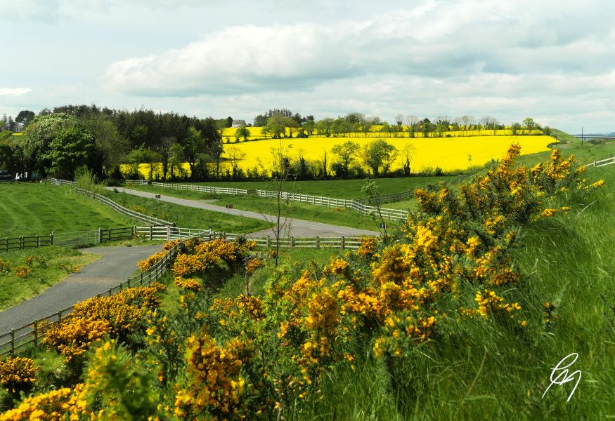 Rapeseed with gorse in the foreground