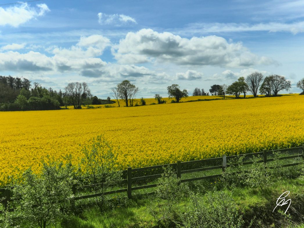 Rapeseed fields